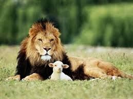 Lamb & Lion