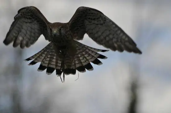 Fens Falconry