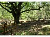 The ancient oak tree ceremony site