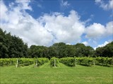 Bow in the Cloud Vineyard