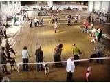 Horse Creek Farm arena 