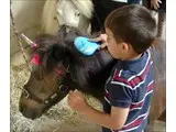 Bella the shetland being groomed