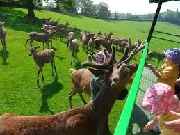 Bucklebury Farm Park