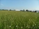 Wild flower meadow