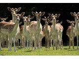 Free roaming deer in our Waterloo Meadow