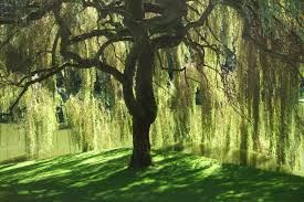 The Willow Tree,