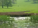 The wildlife pond at the entrance to Launde Abbey