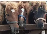 Mini Shetland Ponies