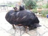 Mildred our pet pig