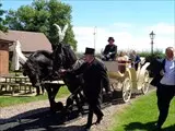 Horse & carriage