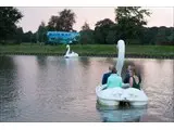 Swan Boats 1