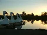 Swan Boats 2