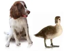 Dog and Duck