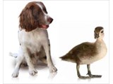 Dog and Duck - Marquee Venue