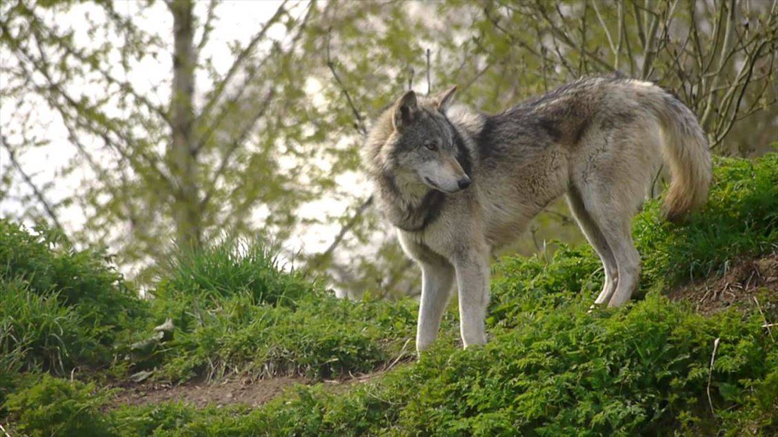 The UK Wolf Conservation Trust