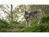 The UK Wolf Conservation Trust