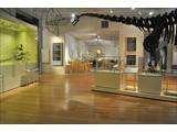 Dinosaur & Geology Rooms
