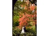 The Candy Floss Tree