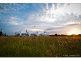 Country Field Weddings