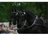 Riverside Carriages