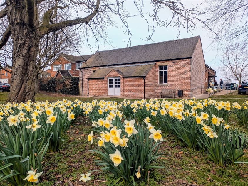 Shardlow Village Hall - Daffodils 