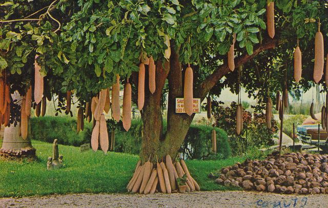 The Sausage Tree