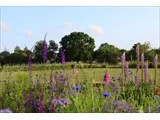 the wild flower meadow