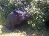 Pet Pig George in the flowerbed