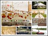 The Country Wedding Company