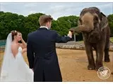 Elephant Encounter 2