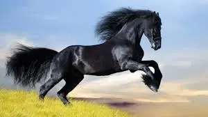 The Black Horse