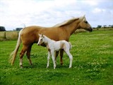 Listing image for Equine & Animal health