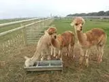 Alpacas